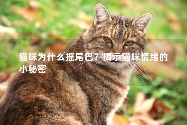 猫咪为什么摇尾巴？揭示猫咪情绪的小秘密