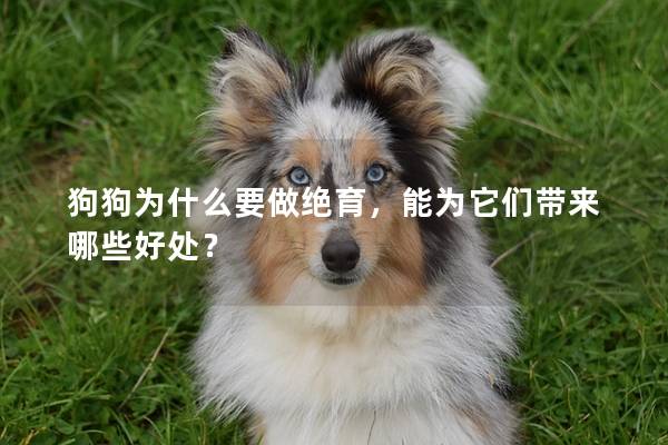 狗狗为什么要做绝育，能为它们带来哪些好处？