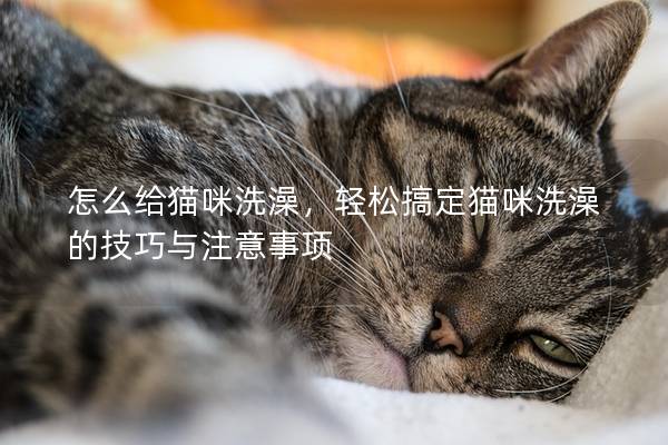 怎么给猫咪洗澡，轻松搞定猫咪洗澡的技巧与注意事项