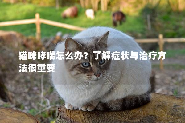 猫咪哮喘怎么办？了解症状与治疗方法很重要