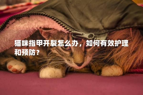 猫咪指甲开裂怎么办，如何有效护理和预防？