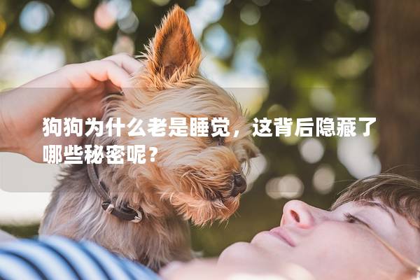 狗狗为什么老是睡觉，这背后隐藏了哪些秘密呢？