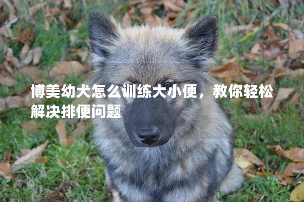 博美幼犬怎么训练大小便，教你轻松解决排便问题