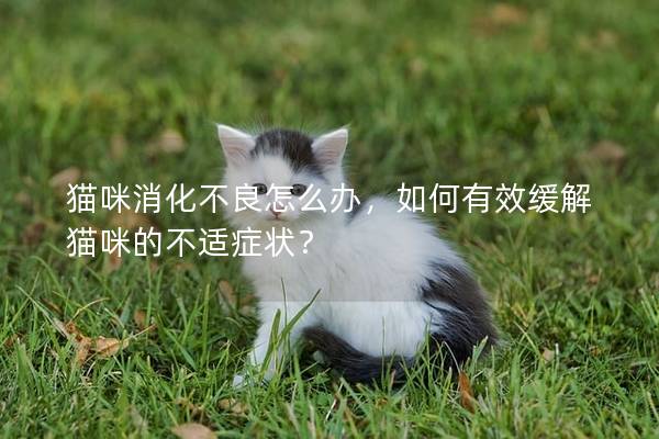 猫咪消化不良怎么办，如何有效缓解猫咪的不适症状？