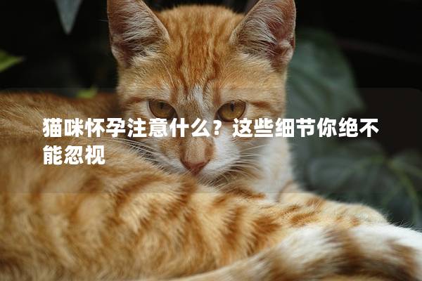 猫咪怀孕注意什么？这些细节你绝不能忽视