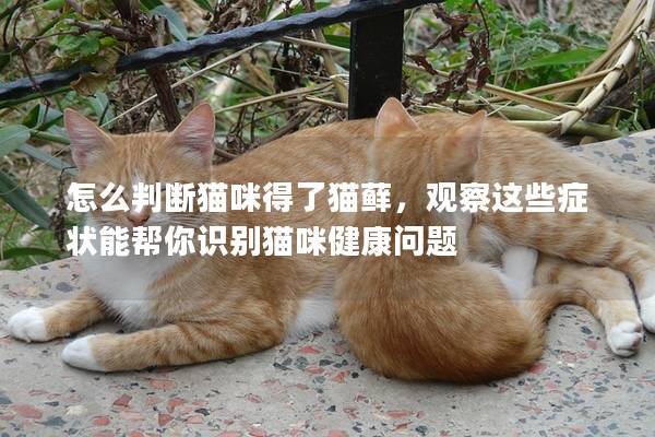 怎么判断猫咪得了猫藓，观察这些症状能帮你识别猫咪健康问题