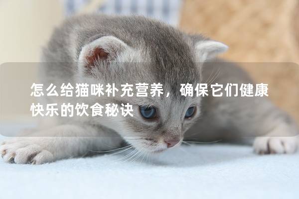 怎么给猫咪补充营养，确保它们健康快乐的饮食秘诀