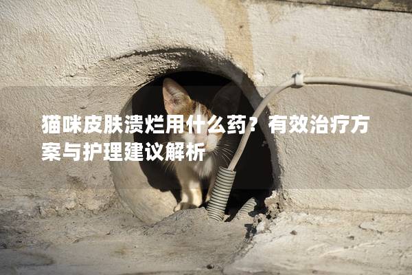 猫咪皮肤溃烂用什么药？有效治疗方案与护理建议解析