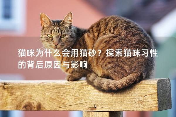 猫咪为什么会用猫砂？探索猫咪习性的背后原因与影响