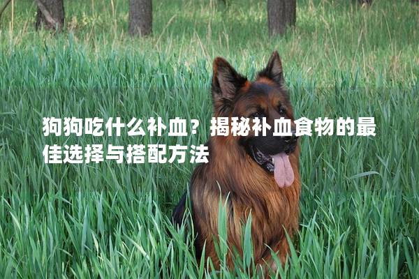 狗狗吃什么补血？揭秘补血食物的最佳选择与搭配方法