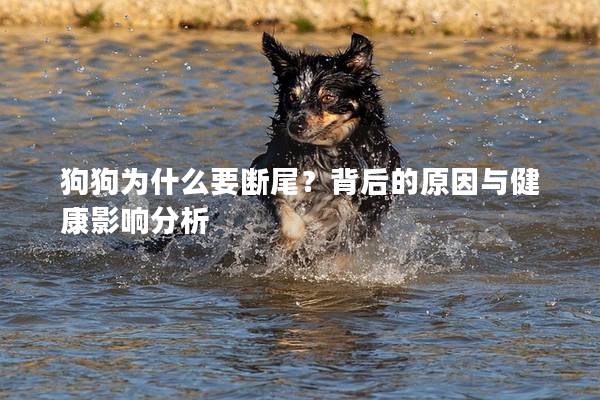 狗狗为什么要断尾？背后的原因与健康影响分析