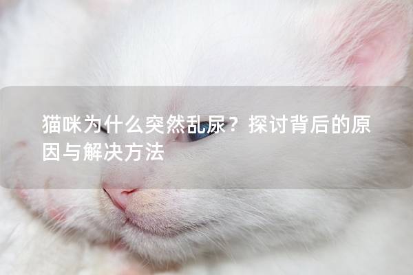 猫咪为什么突然乱尿？探讨背后的原因与解决方法