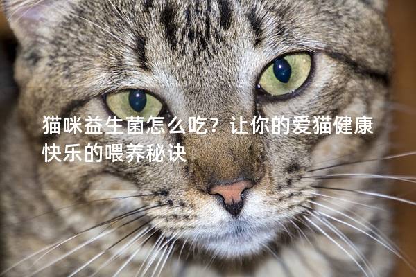 猫咪益生菌怎么吃？让你的爱猫健康快乐的喂养秘诀