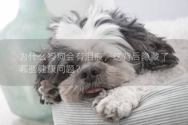 为什么狗狗会有泪痕，这背后隐藏了哪些健康问题？