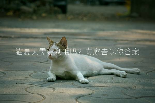 猫夏天需要剃毛吗？专家告诉你答案