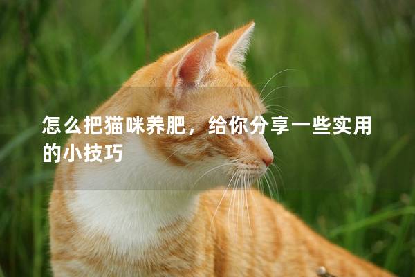 怎么把猫咪养肥，给你分享一些实用的小技巧