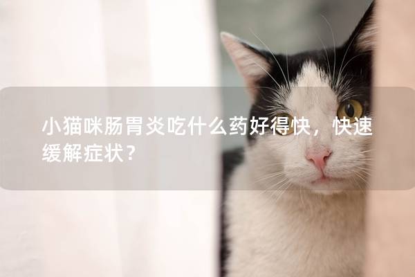 小猫咪肠胃炎吃什么药好得快，快速缓解症状？