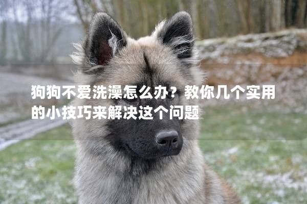 狗狗不爱洗澡怎么办？教你几个实用的小技巧来解决这个问题