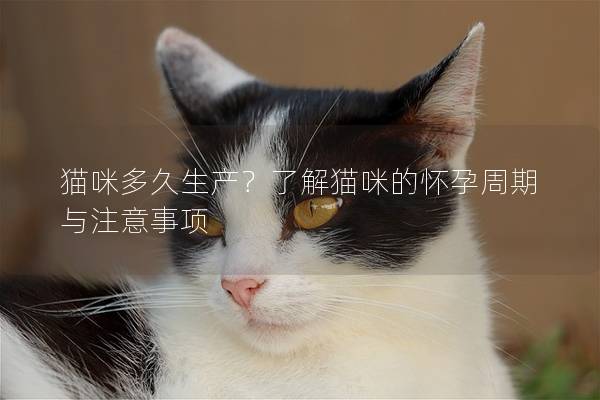 猫咪多久生产？了解猫咪的怀孕周期与注意事项