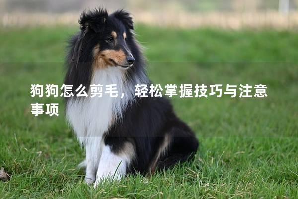 狗狗怎么剪毛，轻松掌握技巧与注意事项