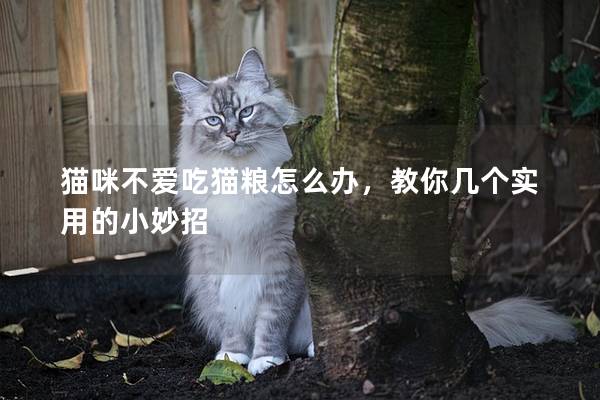 猫咪不爱吃猫粮怎么办，教你几个实用的小妙招