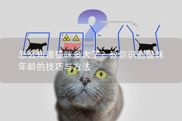 怎么知道猫咪多大了？教你识别猫咪年龄的技巧与方法