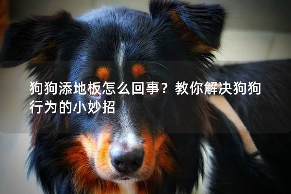 狗狗添地板怎么回事？教你解决狗狗行为的小妙招