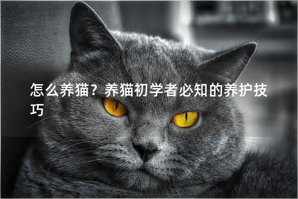 怎么养猫？养猫初学者必知的养护技巧