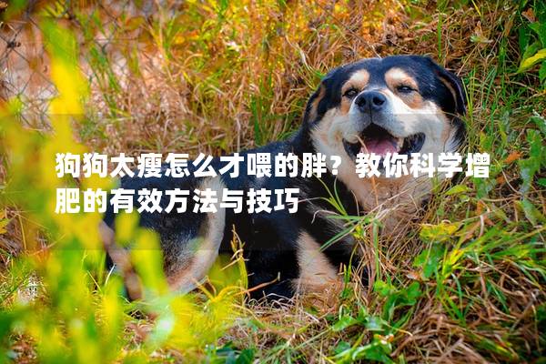 狗狗太瘦怎么才喂的胖？教你科学增肥的有效方法与技巧