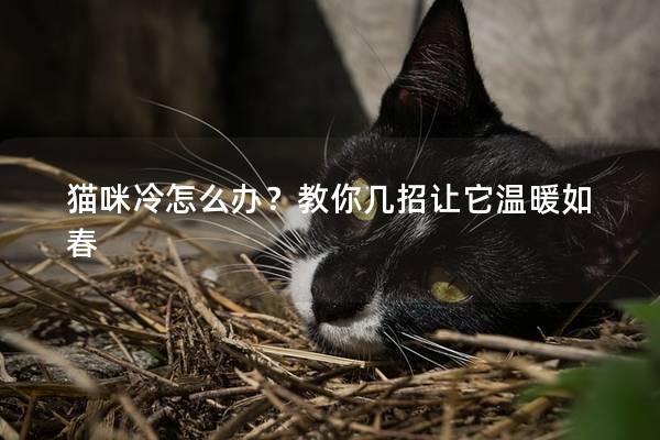 猫咪冷怎么办？教你几招让它温暖如春