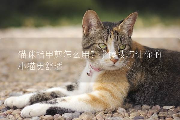 猫咪指甲剪怎么用？掌握技巧让你的小猫更舒适