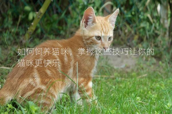 如何饲养猫咪，掌握这些技巧让你的猫咪更快乐