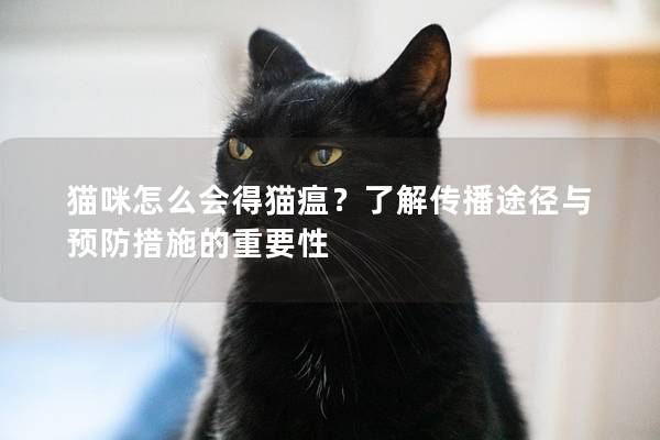 猫咪怎么会得猫瘟？了解传播途径与预防措施的重要性