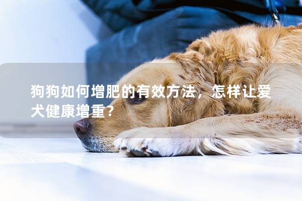 狗狗如何增肥的有效方法，怎样让爱犬健康增重？