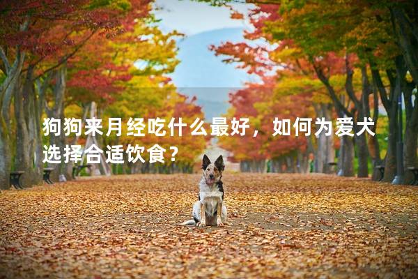 狗狗来月经吃什么最好，如何为爱犬选择合适饮食？