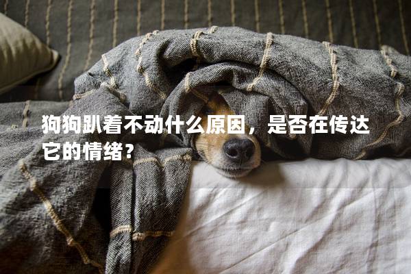 狗狗趴着不动什么原因，是否在传达它的情绪？