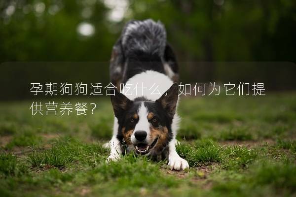 孕期狗狗适合吃什么，如何为它们提供营养餐？