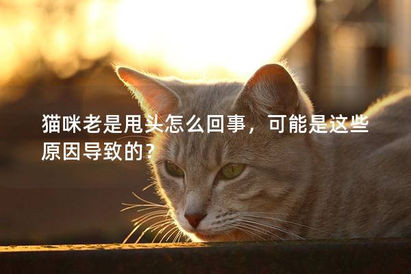 猫咪老是甩头怎么回事，可能是这些原因导致的？