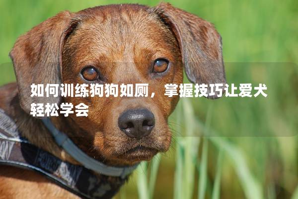 如何训练狗狗如厕，掌握技巧让爱犬轻松学会