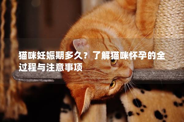 猫咪妊娠期多久？了解猫咪怀孕的全过程与注意事项