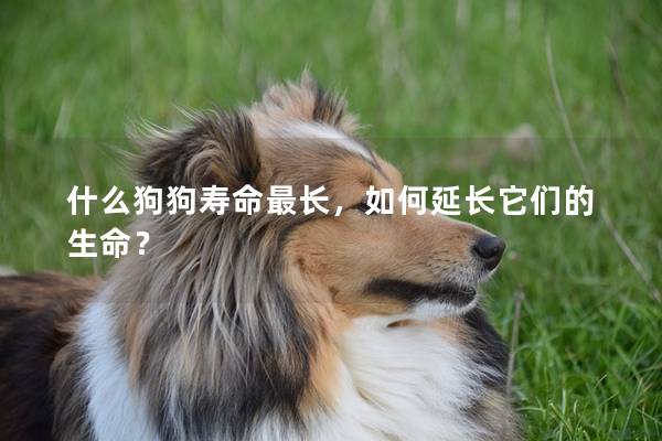 什么狗狗寿命最长，如何延长它们的生命？