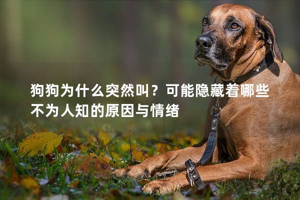 狗狗为什么突然叫？可能隐藏着哪些不为人知的原因与情绪