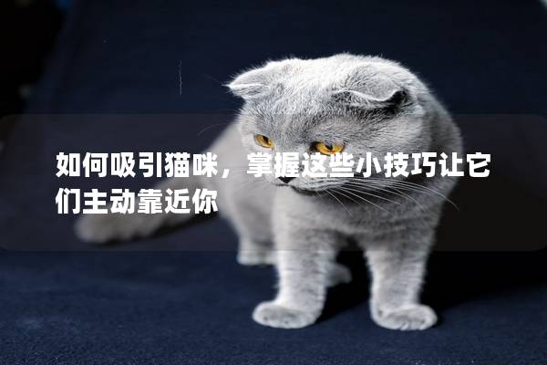 如何吸引猫咪，掌握这些小技巧让它们主动靠近你