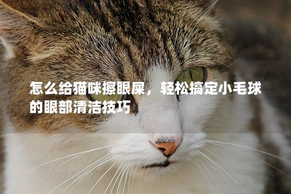 怎么给猫咪擦眼屎，轻松搞定小毛球的眼部清洁技巧