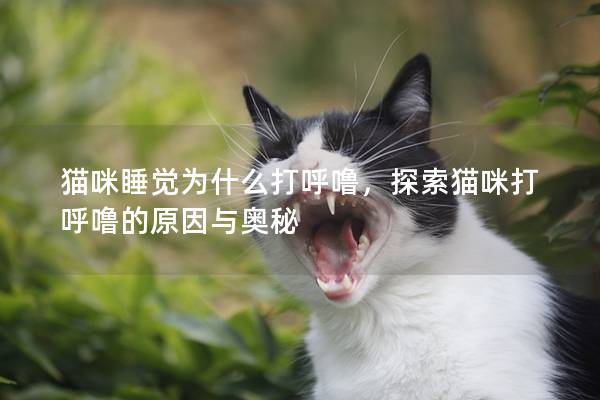 猫咪睡觉为什么打呼噜，探索猫咪打呼噜的原因与奥秘