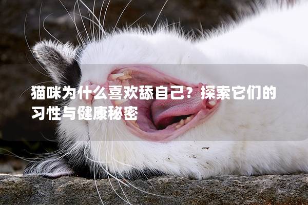 猫咪为什么喜欢舔自己？探索它们的习性与健康秘密