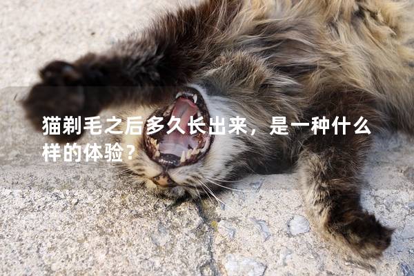 猫剃毛之后多久长出来，是一种什么样的体验？