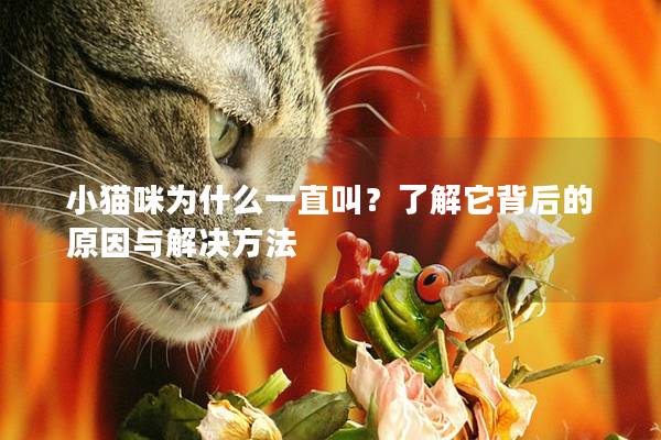 小猫咪为什么一直叫？了解它背后的原因与解决方法