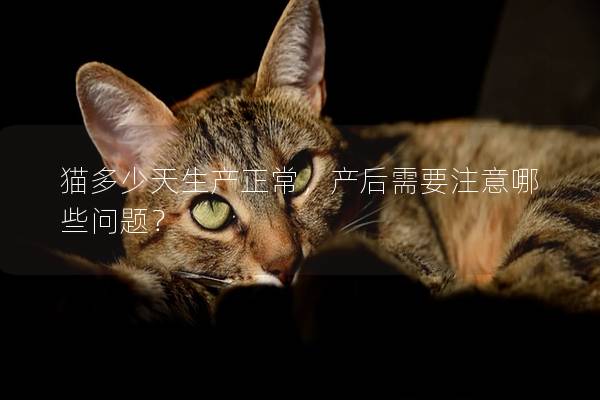 猫多少天生产正常，产后需要注意哪些问题？