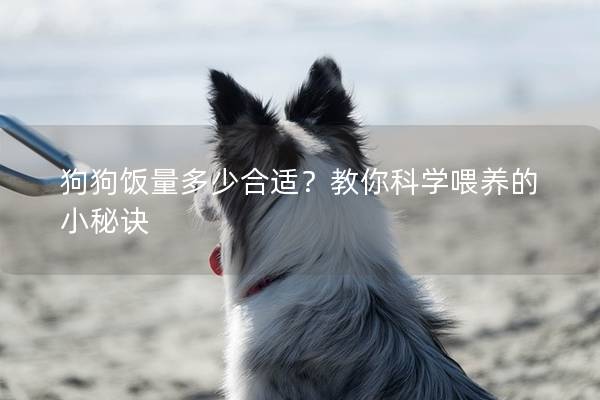 狗狗饭量多少合适？教你科学喂养的小秘诀